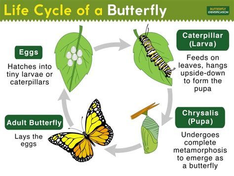 what is the first form of butterfly figgerits|Life Cycle of Butterflies and Moths .